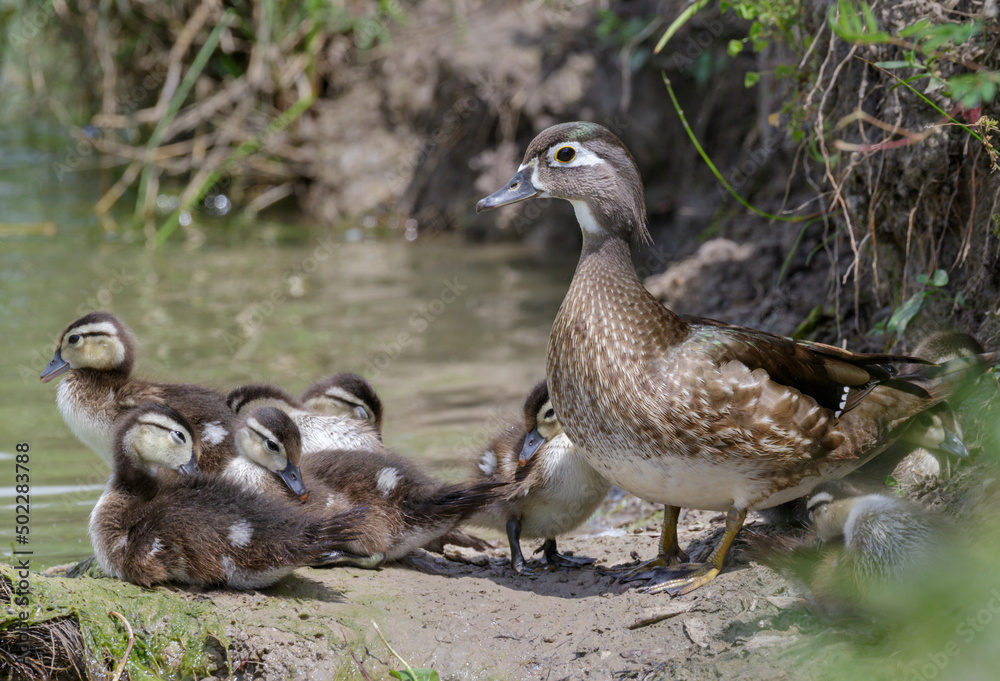 American wood duck (Aix sponsa) female with ducklings, Brazoria county, Texas, USA.