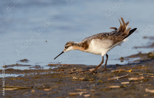 Canvas Print Wilson's phalarope (Phalaropus tricolor) feeding at tidal marsh during migration, Galveston, Texas, USA
