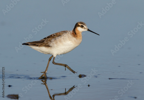 фотографія Wilson's phalarope (Phalaropus tricolor) feeding at tidal marsh during migration, Galveston, Texas, USA