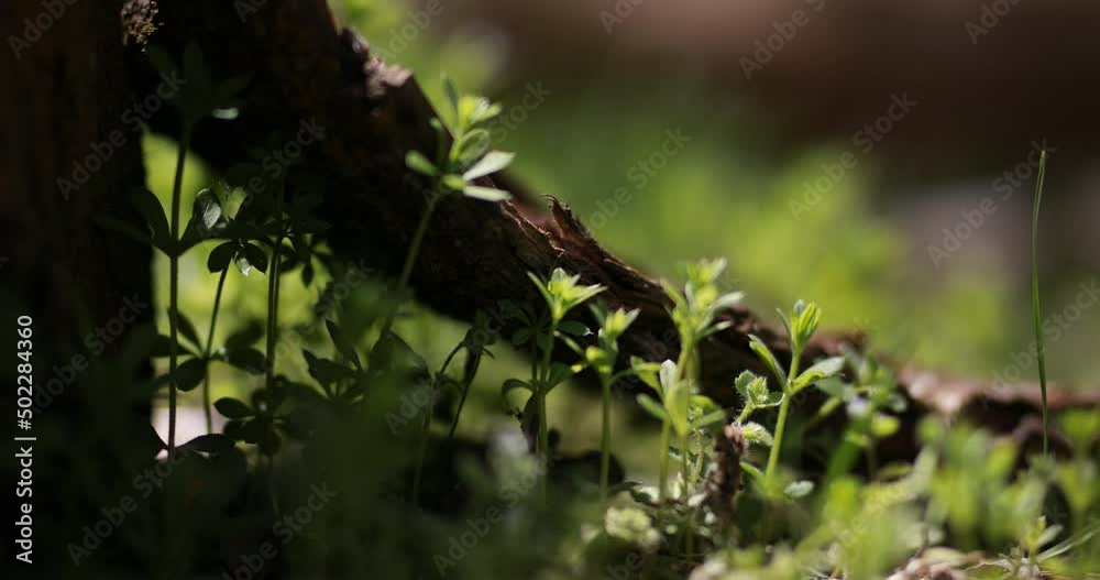 green vegetation and natural life on earth green vegetation and natural life on earth