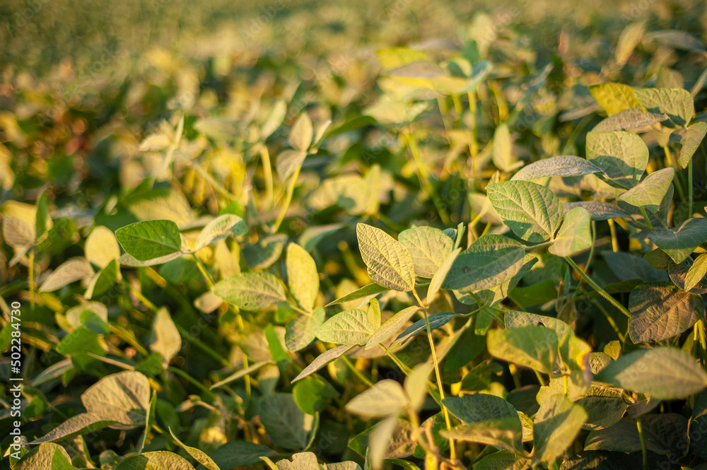 Green soybean field close-up Green soybean field close-up