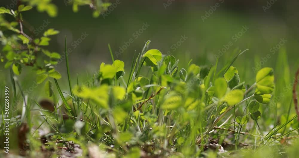 green vegetation and natural life on earth organic farming nature technology growing farmland agriculture season crop wheat fields green vegetation and natural life on earth organic farming nature technology growing farmland agriculture season crop wheat fields