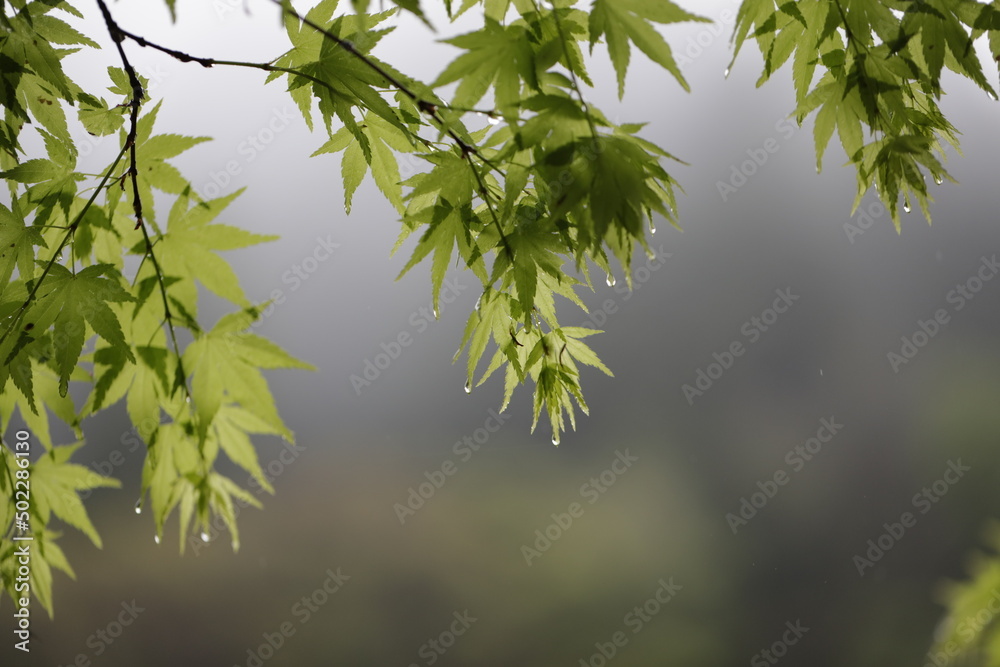 Obraz premium Japanese maple in Spring