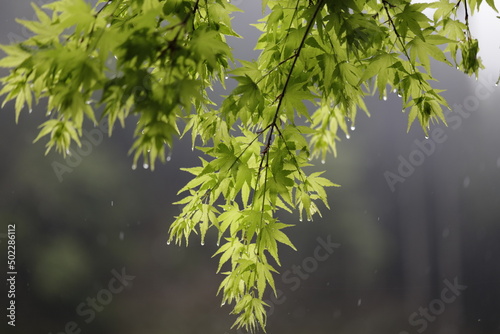 Japanese maple in Spring