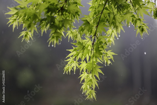 Japanese maple in Spring