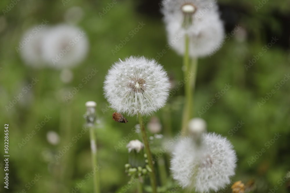 Dandelion fluff Dandelion fluff