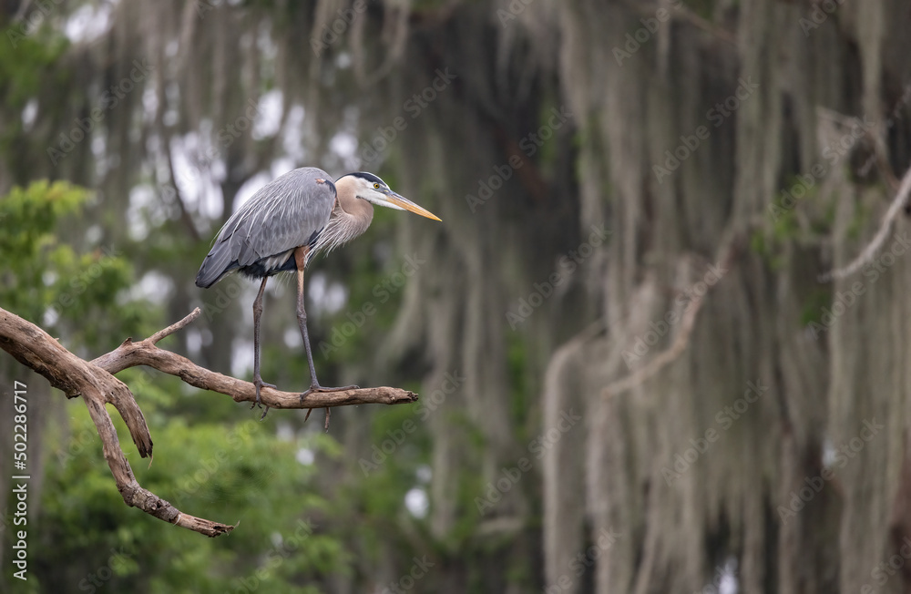 Fototapeta premium Great blue heron in Florida