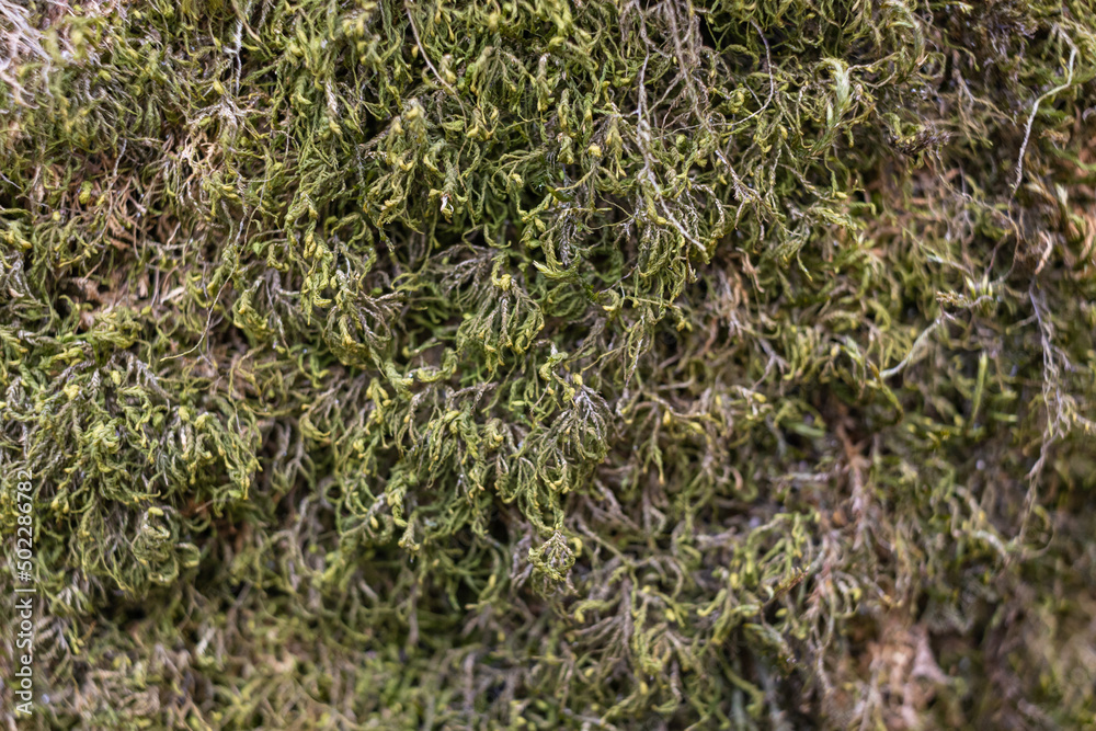 Close up of Moss on tree. Nature life background. Close Up of Tree Bark with Moss Close up of Moss on tree. Nature life background. Close Up of Tree Bark with Moss