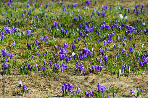 Lot of wild Mountain crocuses or Crocus veluchensis blooming in a meadow