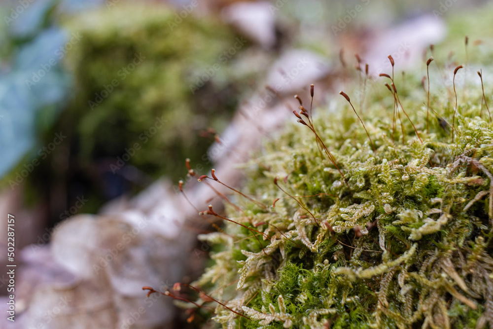 The stump is overgrown with moss. There are mushrooms growing on the beautiful stump. Close-up of a cutted mossy tree The stump is overgrown with moss. There are mushrooms growing on the beautiful stump. Close-up of a cutted mossy tree