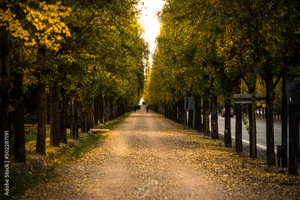 park road with large grove of trees, in a happy city sunset, urban concept