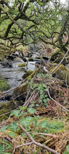 grass in the forest