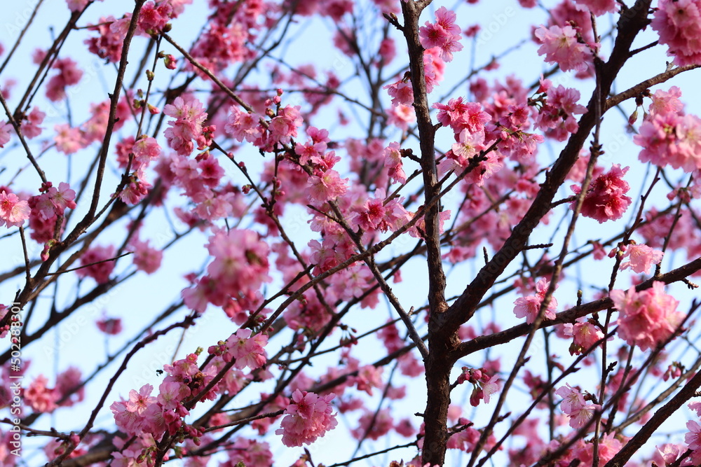 Flor de Sakura