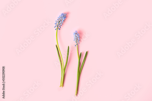 Fototapeta Naklejka Na Ścianę i Meble -  Beautiful Muscari flowers on pink background
