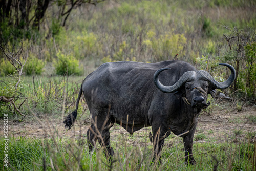 Fototapeta Naklejka Na Ścianę i Meble -  cape buffalo masai mara country