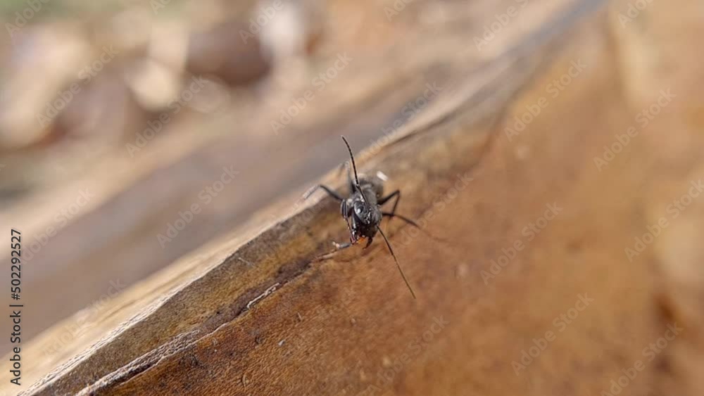 big black ant crawling on a tree, macroshoot insects big black ant crawling on a tree, macroshoot insects