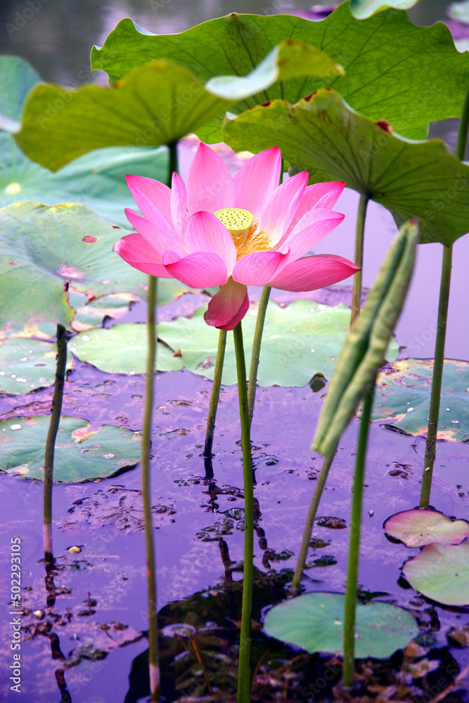 pink lotus flower pink lotus flower