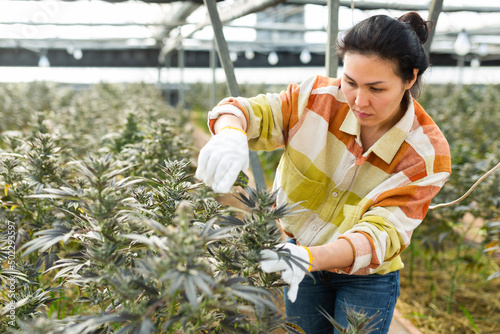 фотографія Hardworking asian woman farmer working in a greenhouse cropping cannabis with pr