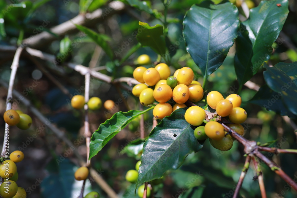 hand plantation coffee red berries in farm harvesting Robusta and arabica coffee berries by agriculturist hands,Worker Harvest arabica coffee berries on its branch, harvest concept. hand plantation coffee red berries in farm harvesting Robusta and arabica coffee berries by agriculturist hands,Worker Harvest arabica coffee berries on its branch, harvest concept.