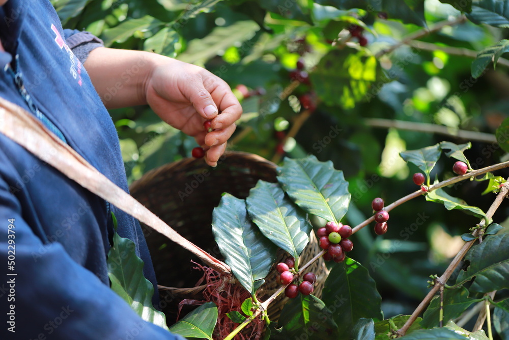 hand plantation coffee red berries in farm harvesting Robusta and arabica coffee berries by agriculturist hands,Worker Harvest arabica coffee berries on its branch, harvest concept. hand plantation coffee red berries in farm harvesting Robusta and arabica coffee berries by agriculturist hands,Worker Harvest arabica coffee berries on its branch, harvest concept.