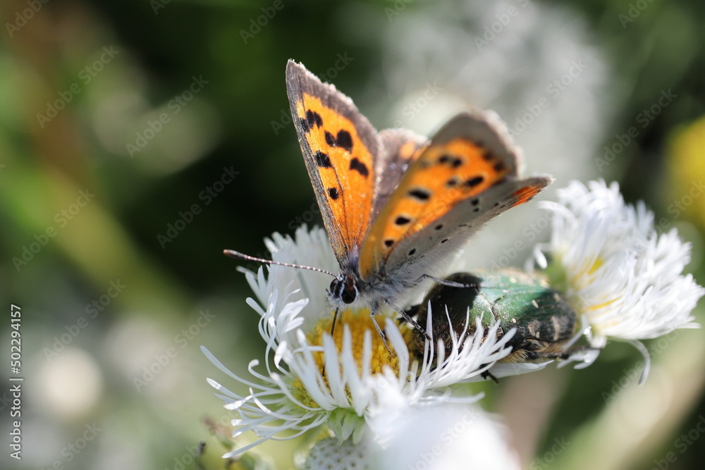 Obraz premium ベニシジミ