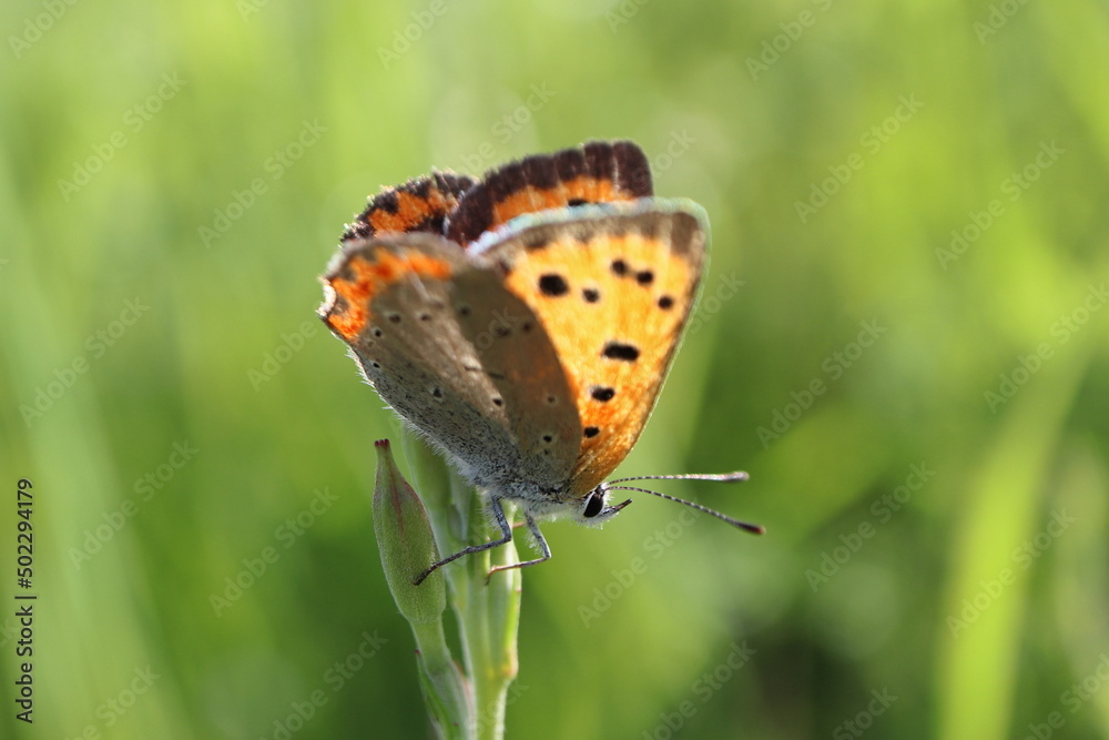 Obraz premium ベニシジミ