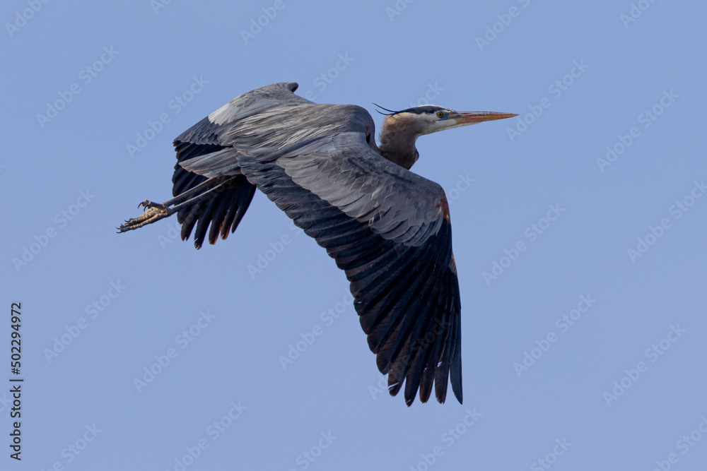 Obraz premium Great blue heron in beautiful light, seen in the wild in South Oregon