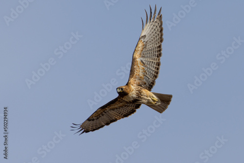 Bottom view of a red-tailed hawk flying, seen in the wild in  North California 