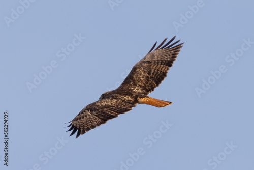 Bottom view of a red-tailed hawk flying  seen in the wild in  North California 