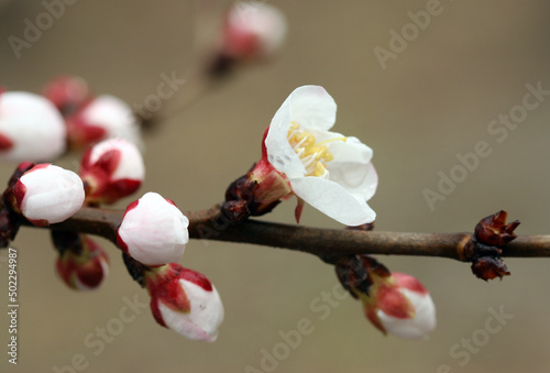 branch of a cherry