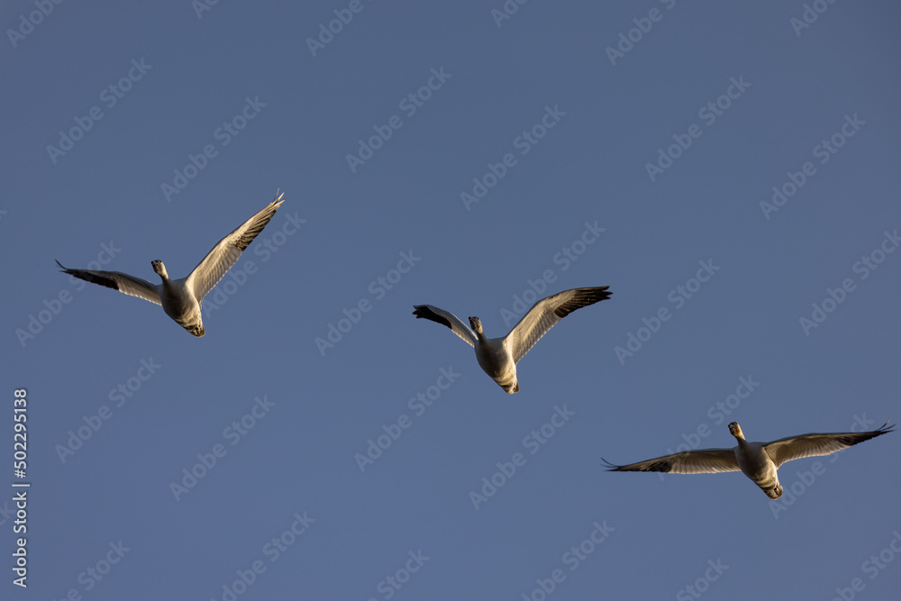 Close view of a snow geese flying in beautiful light, seen in the wild in South Oregon Close view of a snow geese flying in beautiful light, seen in the wild in South Oregon