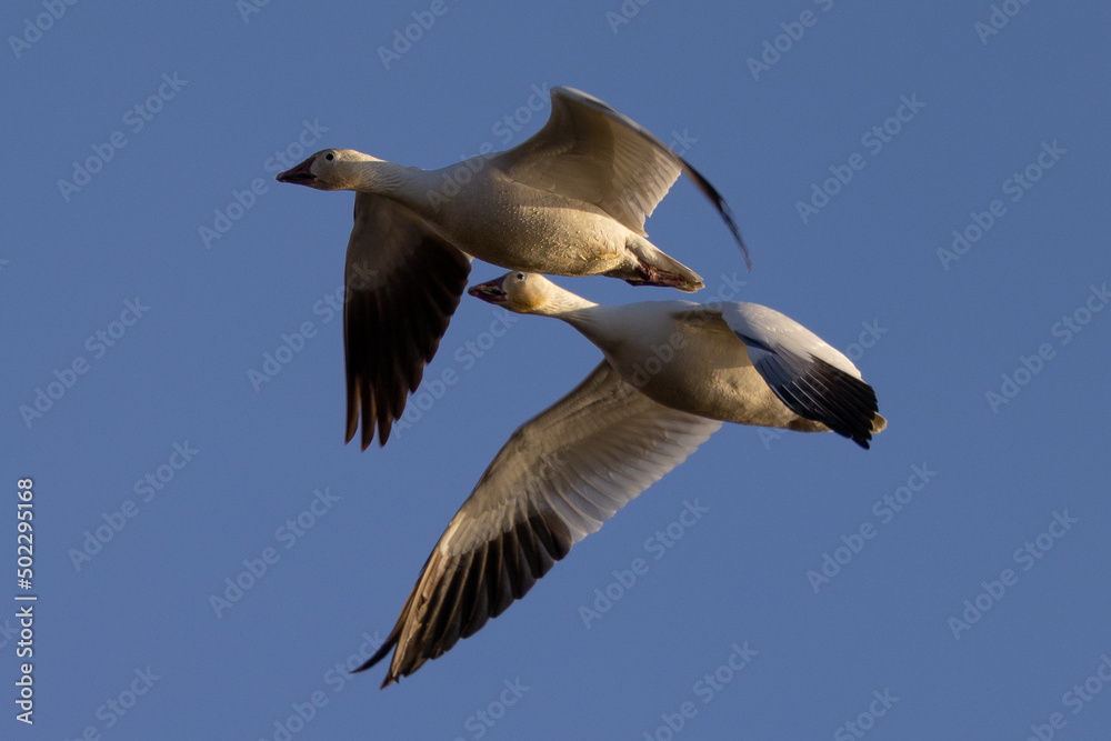 Close view of a snow geese flying in beautiful light, seen in the wild in South Oregon Close view of a snow geese flying in beautiful light, seen in the wild in South Oregon