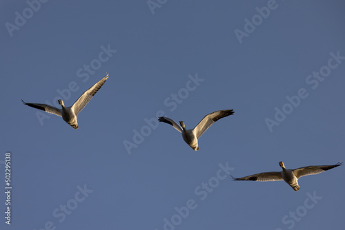 Close view of a snow geese flying in beautiful light, seen in the wild in South Oregon