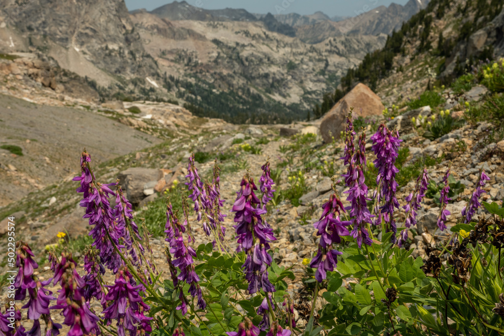 Monkshead Wildflowers Bloom in the Teton Mountains