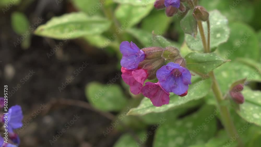 A hairy footed flower bee visiting pulmonaria A hairy footed flower bee visiting pulmonaria