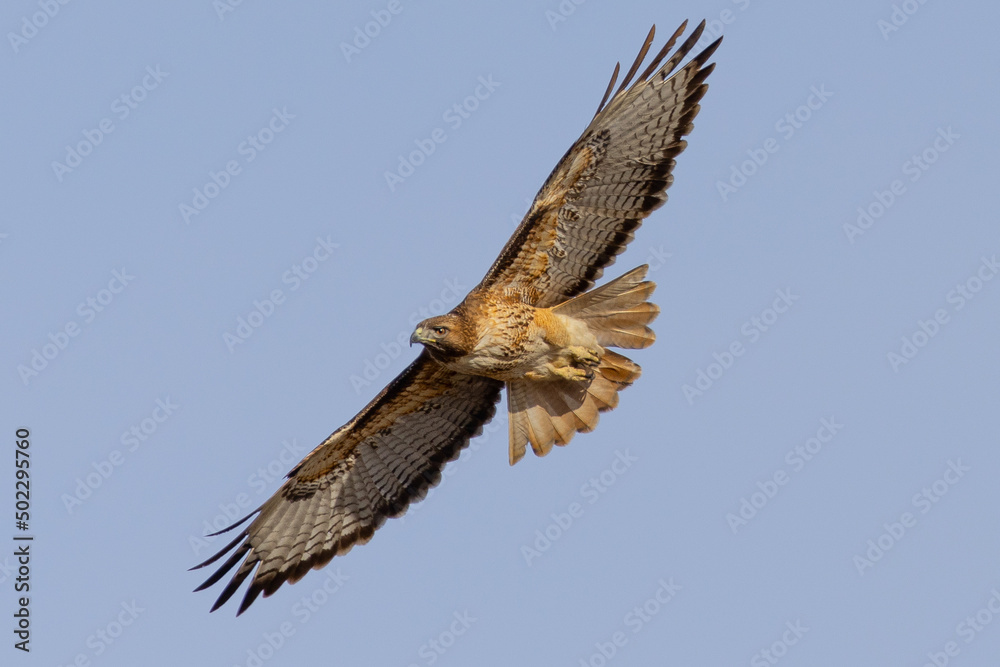 Bottom view of a red-tailed hawk flying, seen in the wild in North California Bottom view of a red-tailed hawk flying, seen in the wild in North California