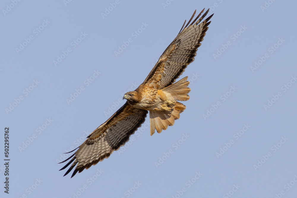 Fototapeta premium Bottom view of a red-tailed hawk flying, seen in the wild in North California 