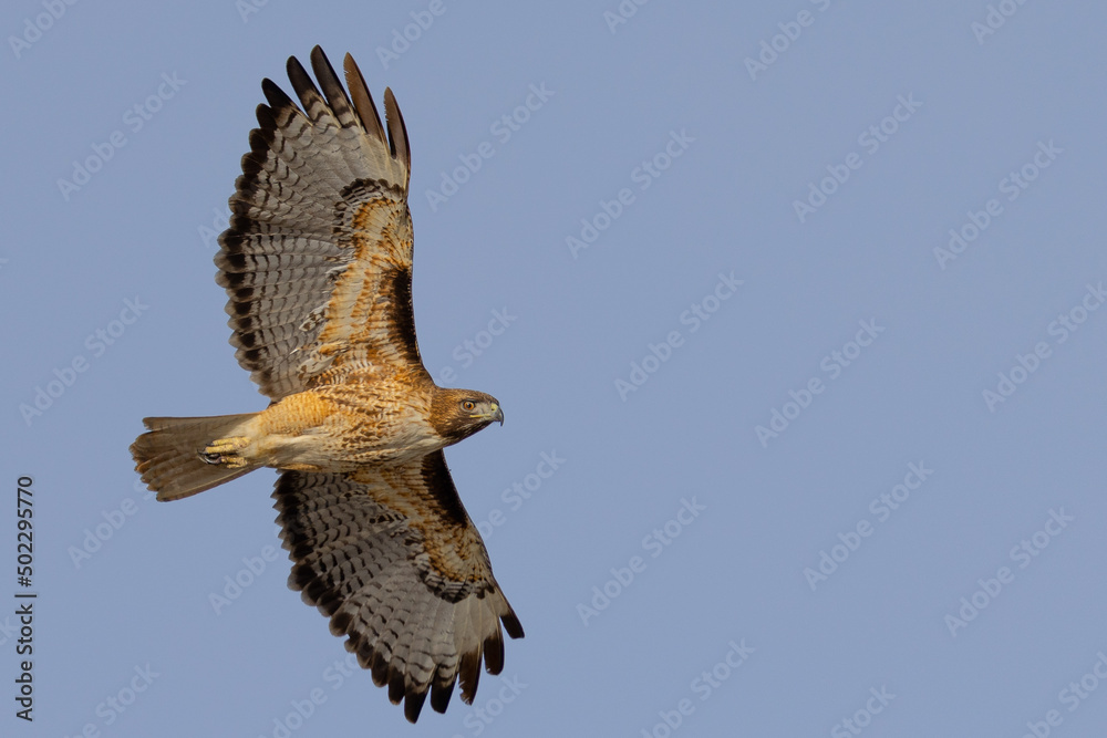 Fototapeta premium Bottom view of a red-tailed hawk flying, seen in the wild in North California 