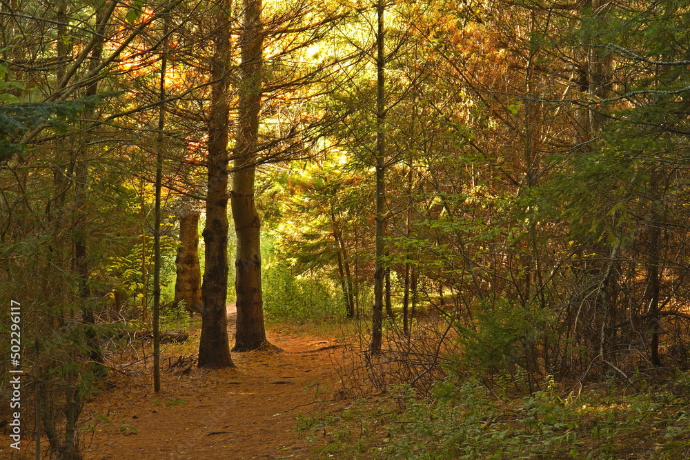 Nature trail, Bonshaw Hills Provincial Park, Bonshaw, Prince Edward