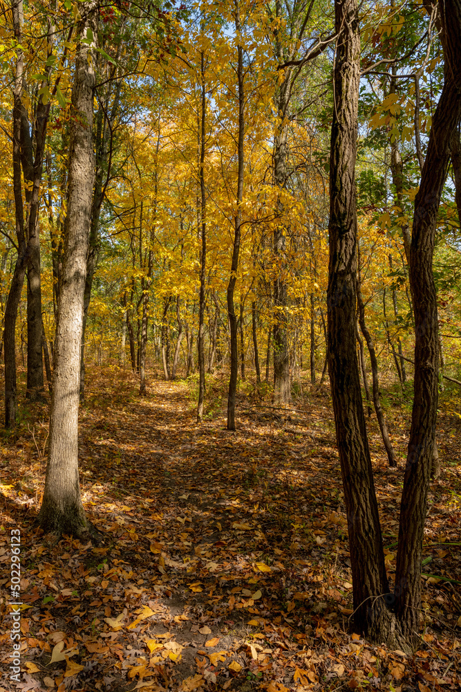 Narrow Trail Cuts Through Fall Forest