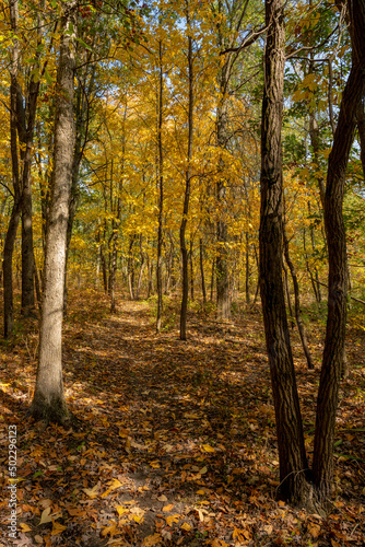 Narrow Trail Cuts Through Fall Forest © kellyvandellen