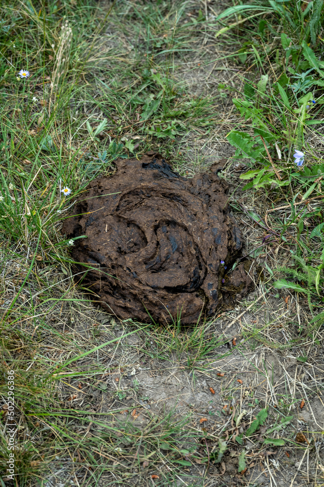 Pile of Bison Poop On Trail Pile of Bison Poop On Trail