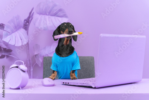 Funny dachshund in blue t-shirt and with brush in its mouth is sitting at table in room completely painted in lilac, along with all the objects and furniture in it, except for a chair photo