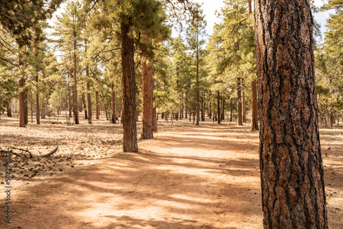 Ponderosa Pine Trees Along The Edge of Trail In Grand Canyon photo
