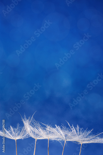 Close up macro white fluffy dandelion seeds heads with detailed lace-like patterns, natural textural flower above blue background. Abstract nature flowery background