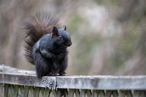 Black squirrel sitting on hind legs