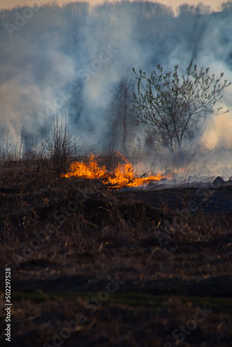 Fire in the field, burning dry grass © Vitaliy