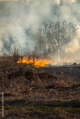 Fire in the field, burning dry grass © Vitaliy