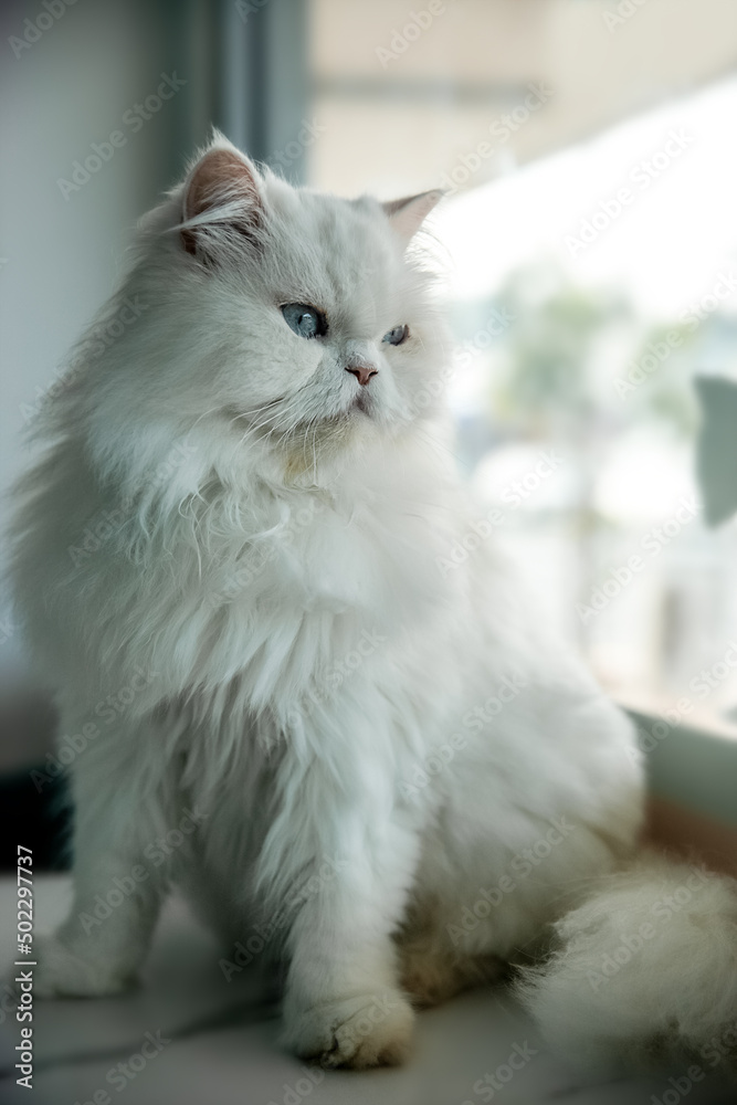 white very fluffy serious cat sitting near a window and looking to aside