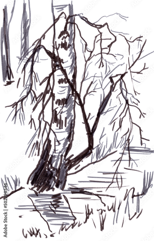 birch over a spring stream, graphic drawing on a white background